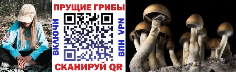 Псилоцибиновые грибы GOLDEN TEACHER  Сычёвка 